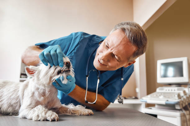 Best Broken or Cracked Tooth Emergency Dentist in Mack, OH